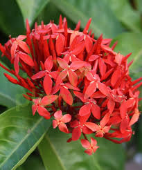 Our plant delivery is quick and topiaries, floor plants and potted plants serve as a constant reminder of your sincere expression. Plantnow Buy Plants Online In Dubai On Twitter Buy Flowering Plants Online In Uae Buy Ixora Coccinea Plant Ixora Coccinea Plant Is An Ornamental Small Bushy Shrub Which Are