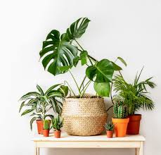 Plant leaves plant decor growing plants container plants white flower farm plants house plants decor houseplants tropical house plants. Best Indoor House Plants Perfect For Beginners Fed Fit