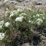 Image result for Dopatrium stachytarphetioides