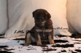 Black And Tan Pug Black And Tan Pug Little Stars Breed Of Pugs And French Bulldogs In Rare Colours Pugs Bulldog French Bulldog