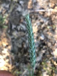 Image result for Crucianella