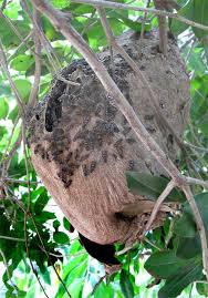 More information about mexican honey wasps can be found on the texas a&m agrilife. Paper Wasp
