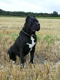 Cane Corso Or Italian Mastiff Loyal Affectionate Sweet Excellent Guard Dog Will Not Wander Away And Almost Zero Shedding And Hu Cane Corso Dogs Corso Dog