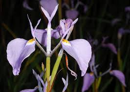 Image result for Moraea elliotii