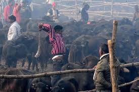 Like those killers, she saw her victim as a demon who must be destroyed. Nepal S Animal Sacrifice Festival Slays On But Activists Are Having An Effect The New York Times