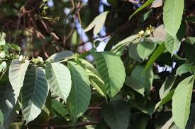 Image result for Funtumia africana