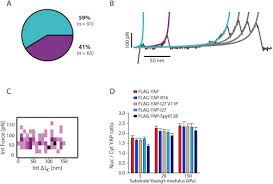 Stream tracks and playlists from jenny yap on your desktop or mobile device. Force Triggers Yap Nuclear Entry By Regulating Transport Across Nuclear Pores Sciencedirect