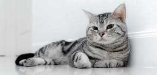 Kedi Turleri Cinsleri Ve Irklari Ilgi Duyulan 50 Kedi Ozelligi