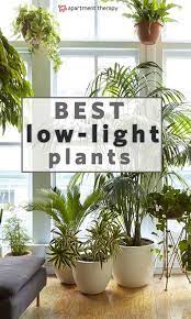8 Houseplants That Can Survive Urban Apartments Low Light And Under Watering Apartment Plants Plants House Plants Indoor