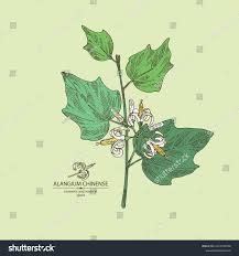 Image result for Alangium chinense
