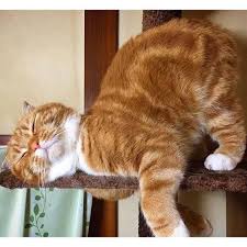 Pin On Funny Cats