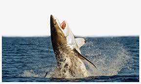 You can edit any of drawings via our online image editor before downloading. Great White Shark Megalodon Shark Attack Unmanned Aerial Shark Jumping Out Of Water Transparent Transparent Png 1024x794 Free Download On Nicepng