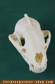 Dachs Skelettkopf Kaufen Tierpraparator Holler Oberosterreich Tierpraparate Online Shop