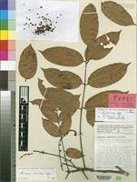 Image result for Sorindeia winkleri