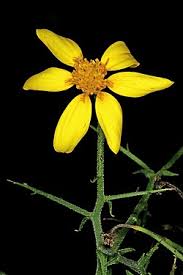 Image result for Osteospermum monocephalum