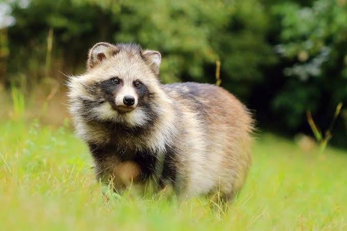The wild raccoon dog (tanuki), AI generated