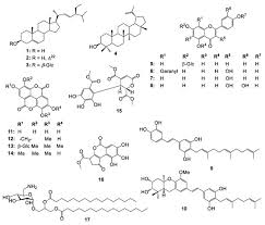 Image result for Macaranga schweinfurthii