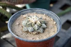 Homes and houses for sale in austin. West Texas Ring Smuggled Thousands Of Rare Living Rock Cactus Plants