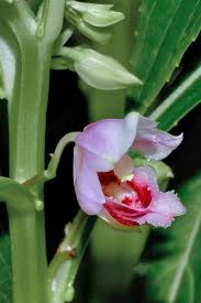 Image result for Hypoestes triflora