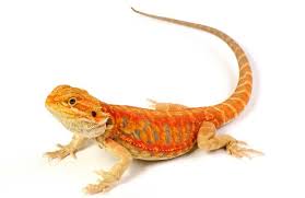 A better question would be how much does it cost to have a bearded dragon. How Much Does A Bearded Dragon Cost Species Price Guide Everything Reptiles