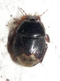Carpet beetles are generally smaller than bed bugs. Small Black Bug Bugguide Net
