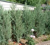 Stately, columnar form makes this probably the narrowest juniper available; Sky Rocket Juniper Juniperus Scopulorum Sky Rocket 1 Gallon Tree Coniferous Junipers Gardener Direct