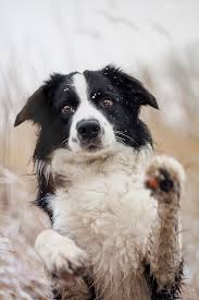black and white border collie bordercollie white border collie collie collie dog