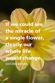 Flower Quote Bright Quotes Flower Quotes Garden Quotes
