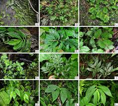 Image result for Elatostema monticola