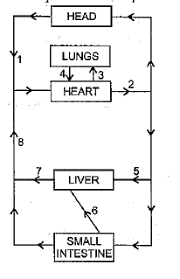 The hepatic vein carries deoxygenated blood out of the liver. The Diagram Below Represents The Simplified Pathway Of The Circulation Of Blood Study The Same And Answer The Following Questions I Name The Blood Vessels Labelled 1 And 2 Ii State The Function