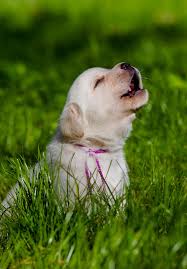 This adorable golden and his tiny human. Is Your Dog Howling Why Do Dogs Howl And What Does It Mean