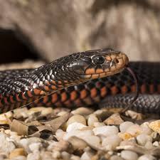 A red belly black snake has been ejected from a queensland home after it was discovered nestled under a mountain of a toys in a child's bedroom. Venomous Red Bellied Black Snake Found Lurking Inside Man S Washing Machine
