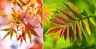 Horse chestnut leaves are larger. Types Of Tree Leaves With Pictures For Easy Identification