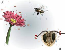 Without pollination, plants cannot produce seeds. Electric Fields Of Flowers Stimulate The Sensory Hairs Of Bumble Bees Pnas