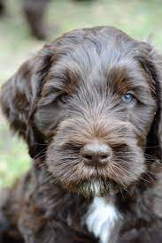 Click on each dog below to learn more. Australian Labradoodle Puppy Labradoodle Breeders Australian Labradoodle Puppies Labradoodle Puppy