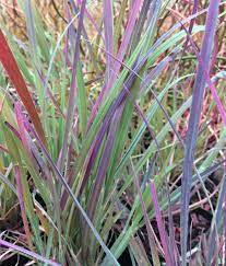 Check spelling or type a new query. Schizachyrium Scoparium Standing Ovation At Digging Dog Nursery