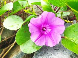 Image result for Ipomoea venosa