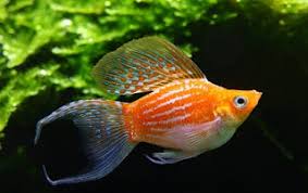 Sebenarnya masih banyak jenis ikan hias akuarium tanpa oksigen yang belum saya sebutkan, dan itulah 12 ikan hias yang bisa hidup di aquarium tanpa oksigen yang berhasil kami paparkan, terimakasih atas kunjungannya. Cara Memelihara Ikan Hias Guppy