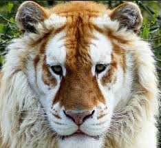 Pin By Teri Murphy On Animal Love Animals Wild Animals Beautiful Big Animals