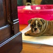 235 reviews of west coast animal hospital dr. San Diego Pet Hospital 41 Photos 124 Reviews Veterinarians 7368 Broadway Lemon Grove Ca Phone Number