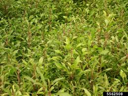 Image result for Aerva leucura