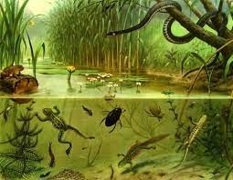 1920'lerin sonlarında ve 1930'larda, verkade şirketi jac'i işe aldı. Jac P Thijsse Alchetron The Free Social Encyclopedia