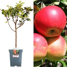 Maybe you would like to learn more about one of these? 2 3ft Peach Pear Trees Apple Nectarine Patio Fruit Tree Collection Coxs Orange Apple Tree Cherry Plum Ideal For Small Gardens Borders Various Premium Grade Fruits Fruit Garden Outdoors Umoonproductions Com