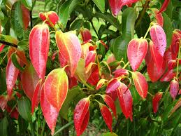 Check spelling or type a new query. Leaves Of Cinnamon Plant Theayurveda