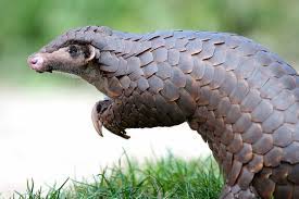 The Chinese Pangolin Is Waiting For You At Zoo Leipzig