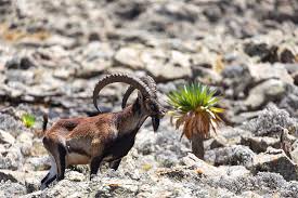 Free download hd or 4k use all videos for free for your projects. Rare Walia Ibex In Simien Ethiopia Wildlife Photograph By Artush Foto