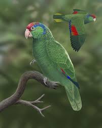 Black Bird With Red Neck Red Crowned Parrot Red Crowned Parrot This Medium Sized Parrot Has Dark Scaled Green Upperparts Pale Green Underparts Bright Red Blue Tips Pale Green Parrot