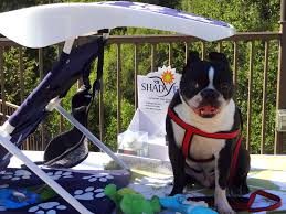 Check spelling or type a new query. 96 5 Koit Features Shady Paws On Canine Christmas Gifts Article