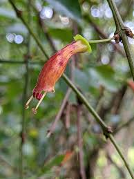 Image result for Halleria elliptica