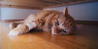 5 tanda kucing akan mati. 10 Ciri Ciri Kucing Mau Mati Apakah Bisa Diselamatkan Pintarpet